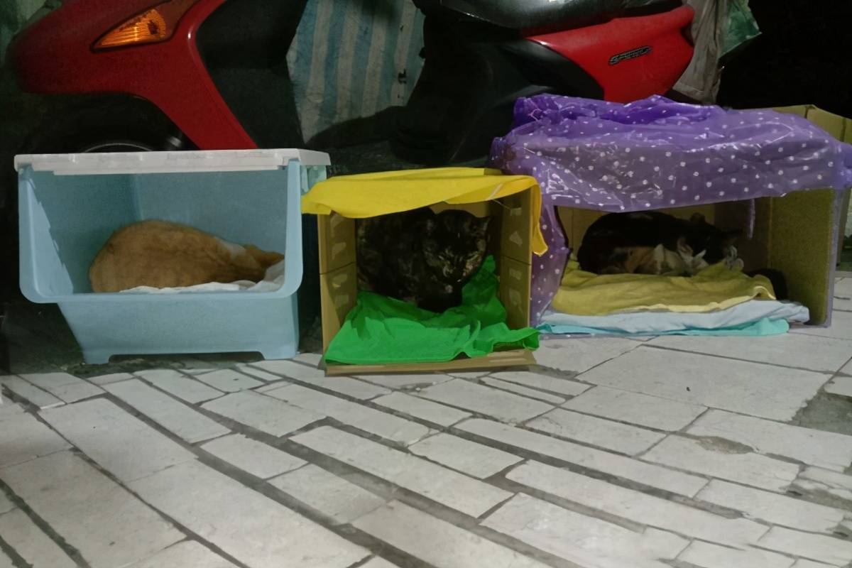 原创好心给流浪猫造窝却因捡纸箱被同事误认为是太穷遭人嫌弃