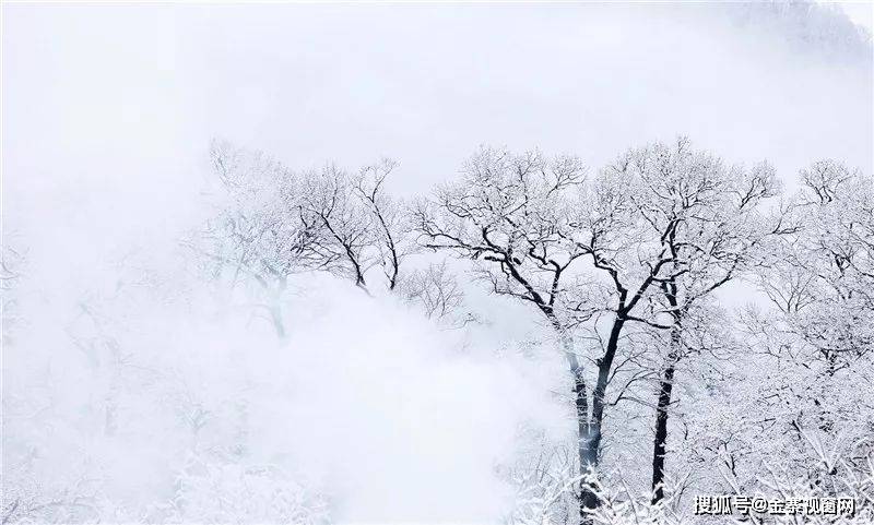冬雪落在金寨千年古树林里……