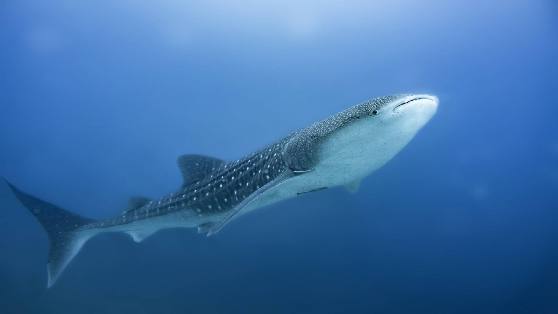 海洋壁纸