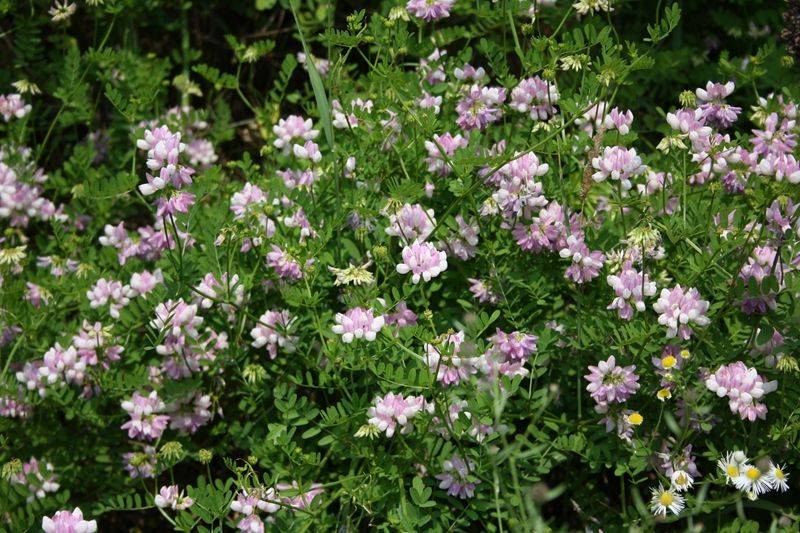 沙打旺,一种可种植于北方地区的牧草,也是天然的绿肥_草本植物