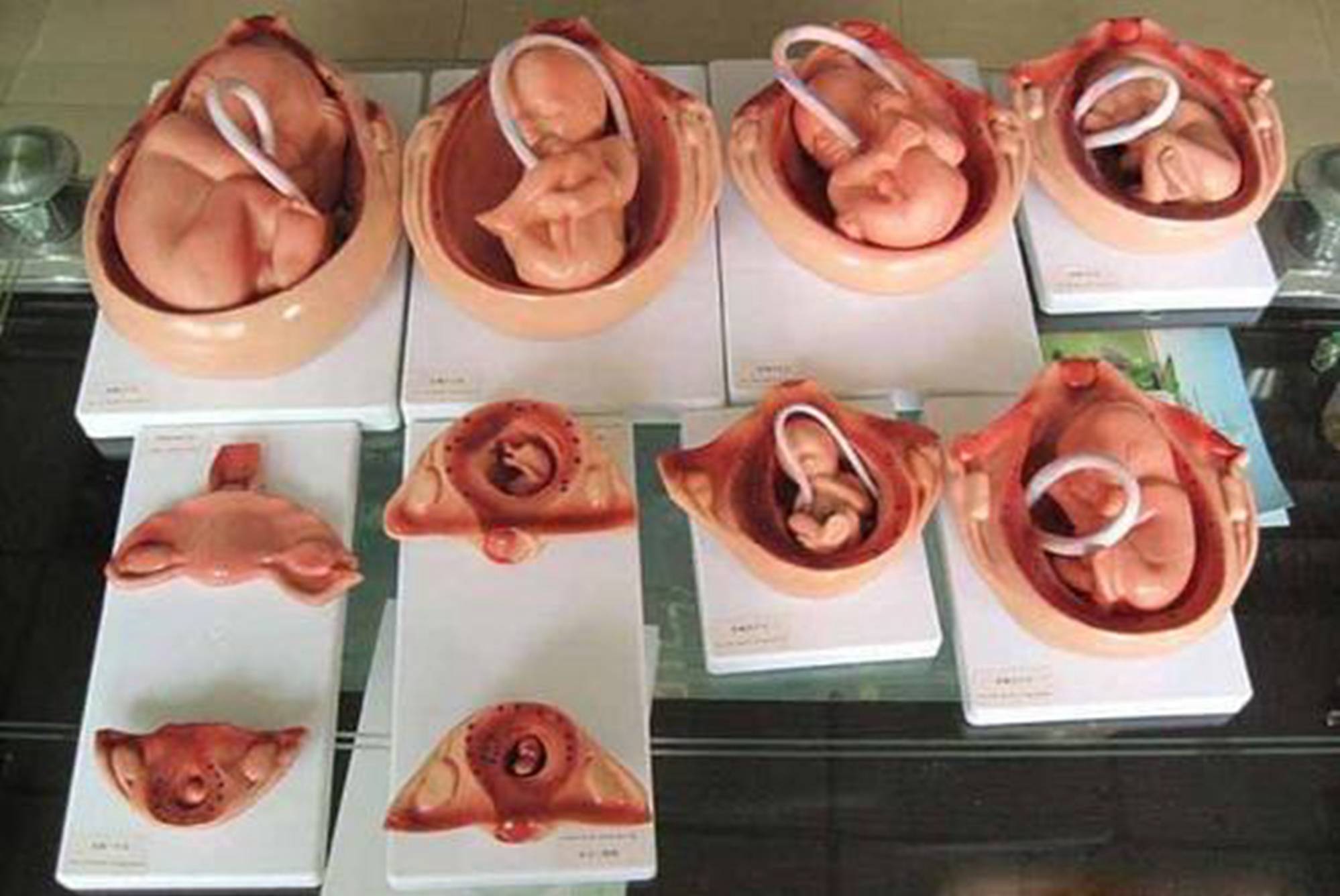 十月怀胎,胎宝能听到妈妈声音吗?了解听力发育进行科学胎教
