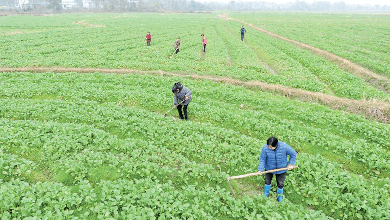 合理施肥让你的油菜增产,增收!_种植