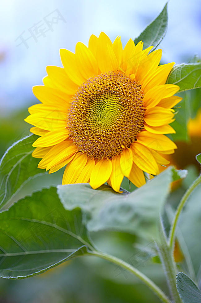 原创向日葵是代表了太阳的花它每时每刻都充满了阳光