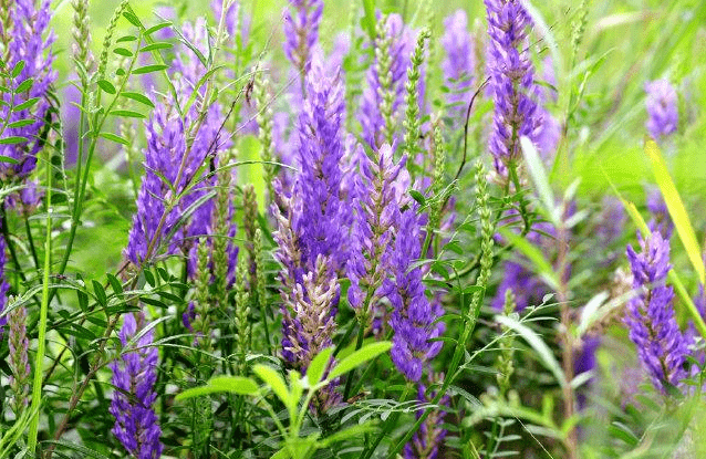 沙打旺一种可种植于北方地区的牧草也是天然的绿肥