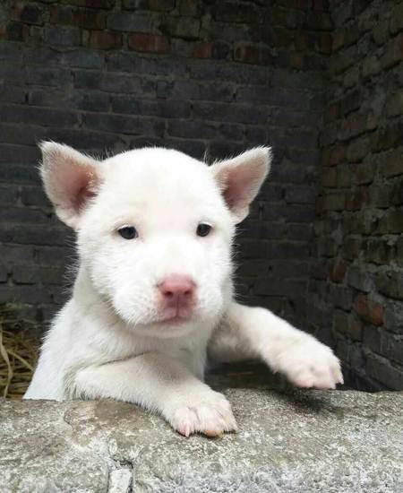 下司犬的几大缺点,想养也没这个胆量