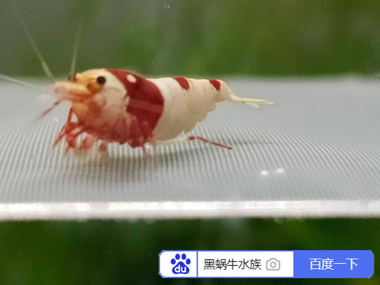 聊聊饲养水晶虾与硝化细菌培育之间的关系