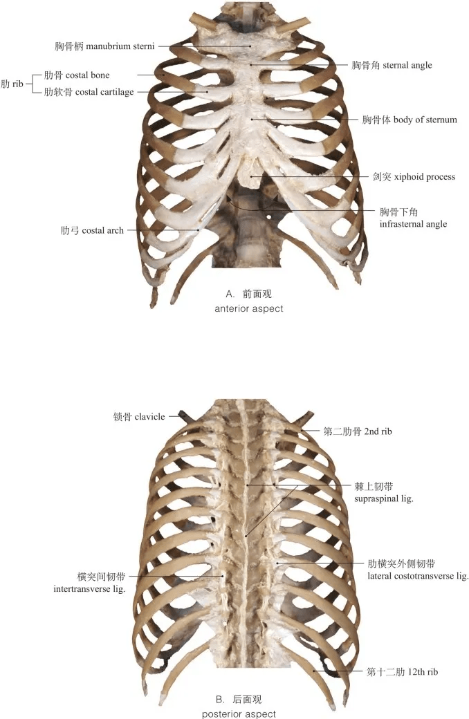 圖1-53 胸廓thoracic cage