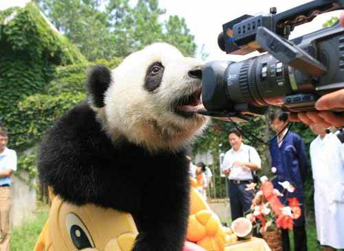 原创不属于中国的大熊猫被这个国家当成国宝再也要不回来了