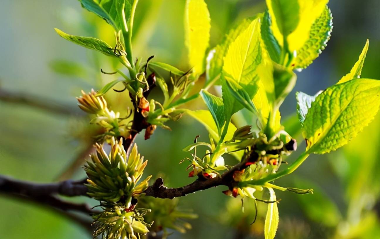 张家界市杜仲产业协会成立——中投生态(张家界特产)网奠定基础