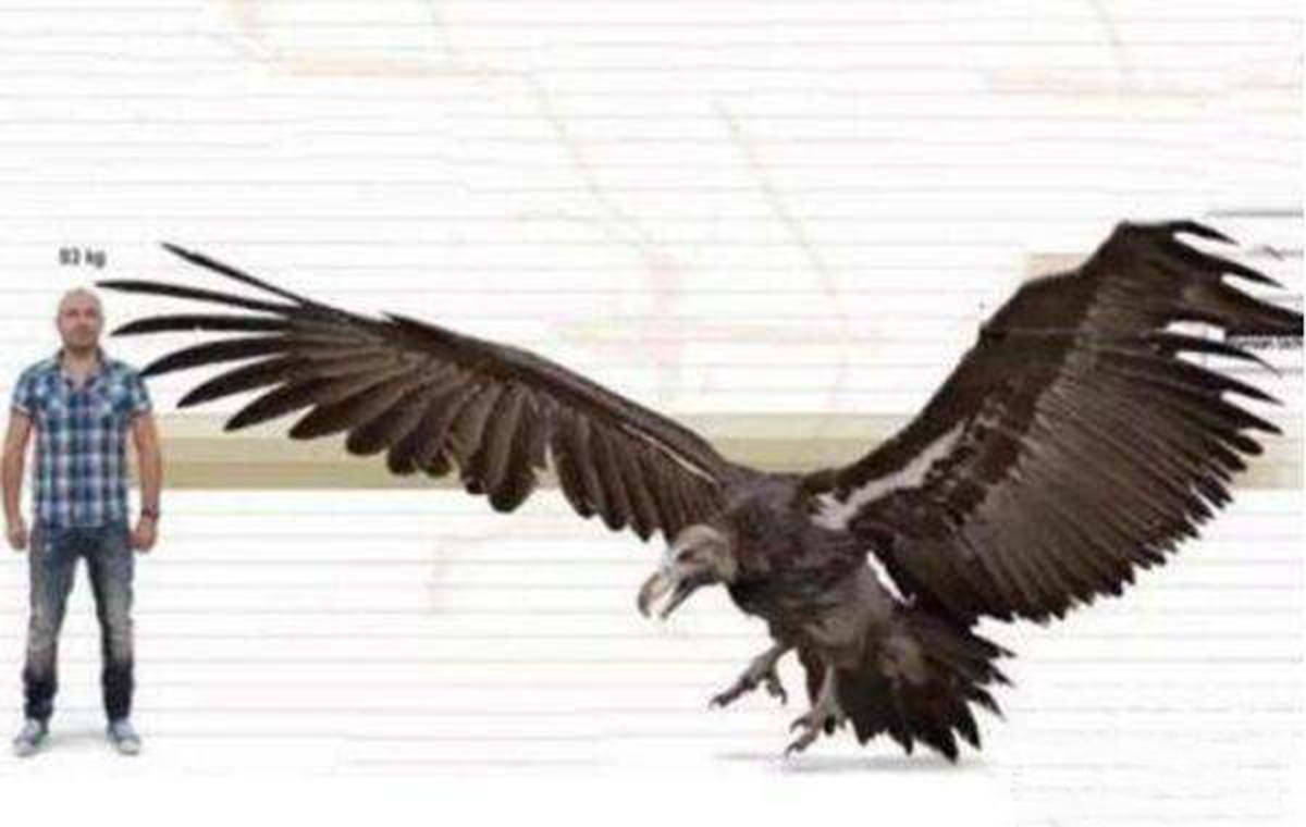 阿根廷巨鹰复原图图片