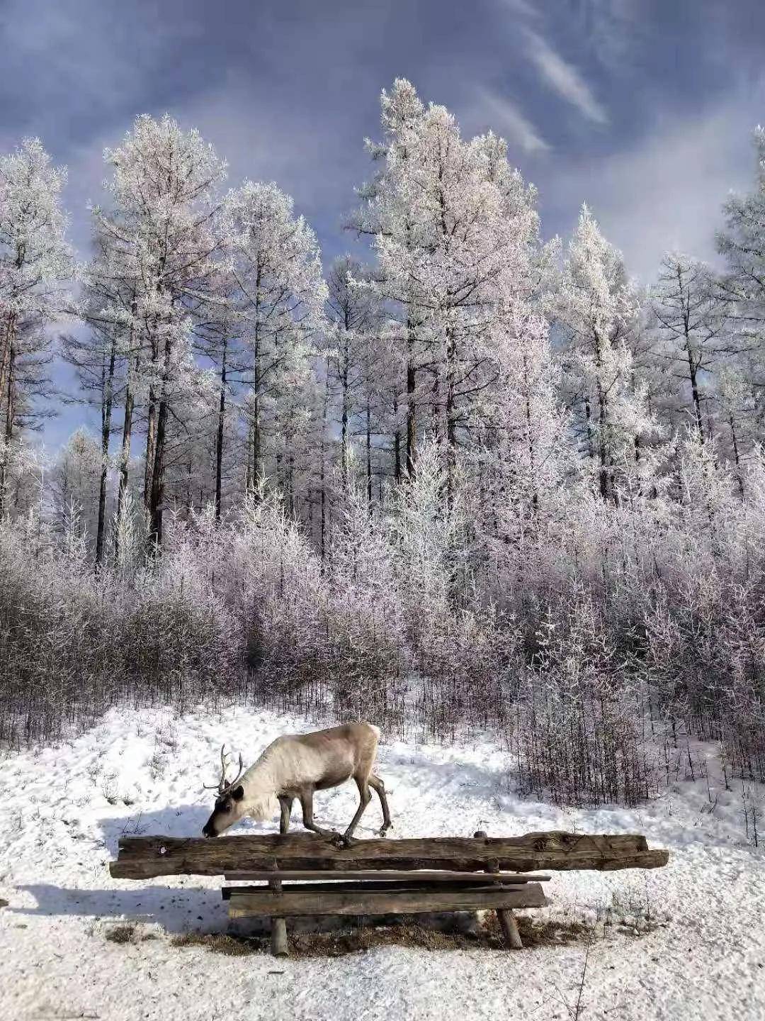 内蒙古,除了极光,你想要的冬日元素,这里都有_鹿人