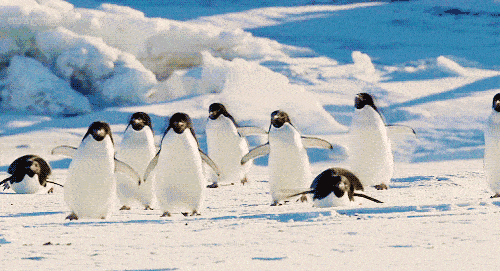 Penguins come！明星嘉宾极地企鹅大亮相，室内企鹅展1月8日登陆世茂52+
