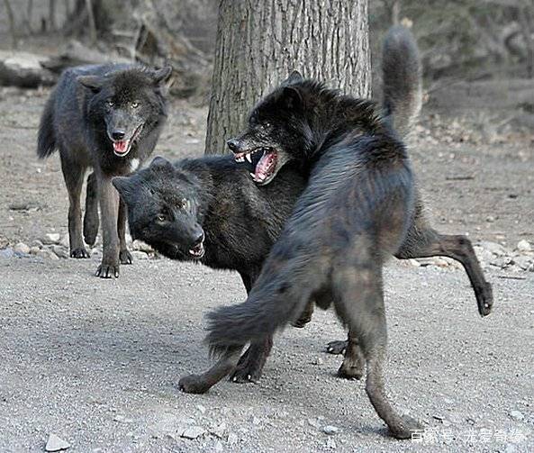 中华狼犬中的4大捕快,其中它们被老百姓称为二龙戏珠,黑夜游龙