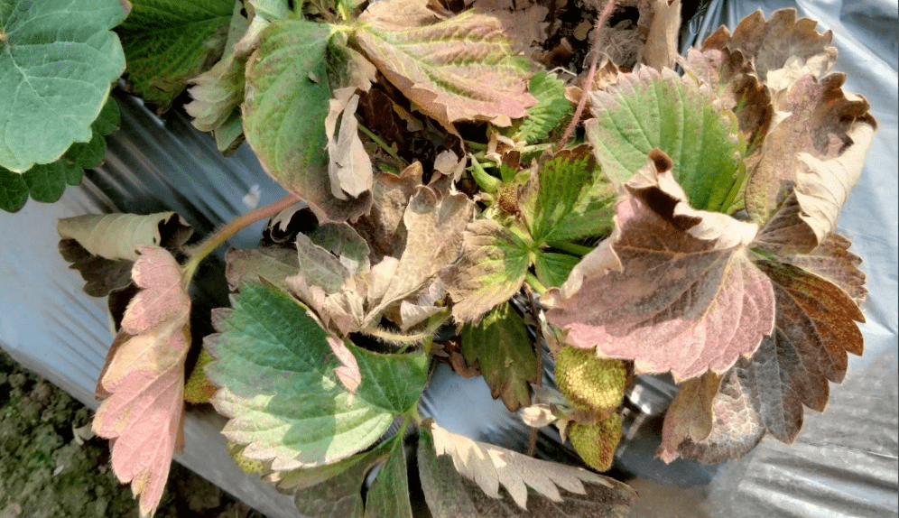 大棚草莓种植不注意这两个方面的管理后期干叶早衰减产问题多