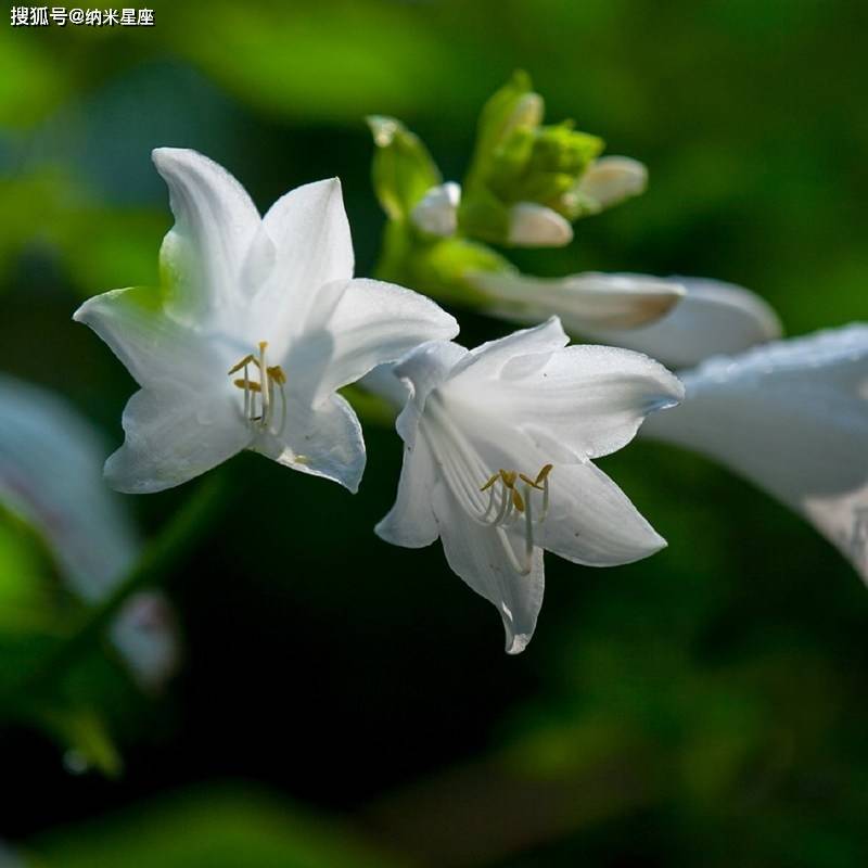 金牛座专属守护花,什么花朵能为金牛座带来好运?