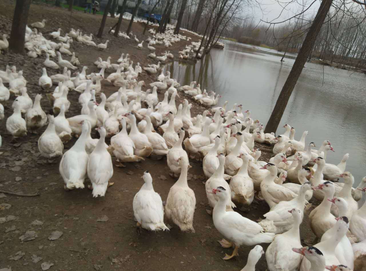 肉鸭怎样催肥最有效后期肉鸭增重方法