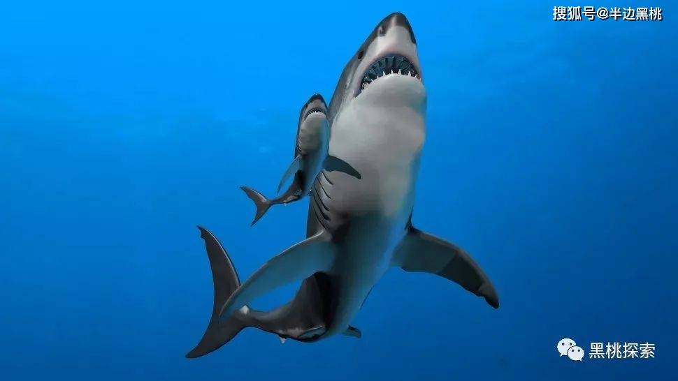 一百个头的鲨鱼一只图片