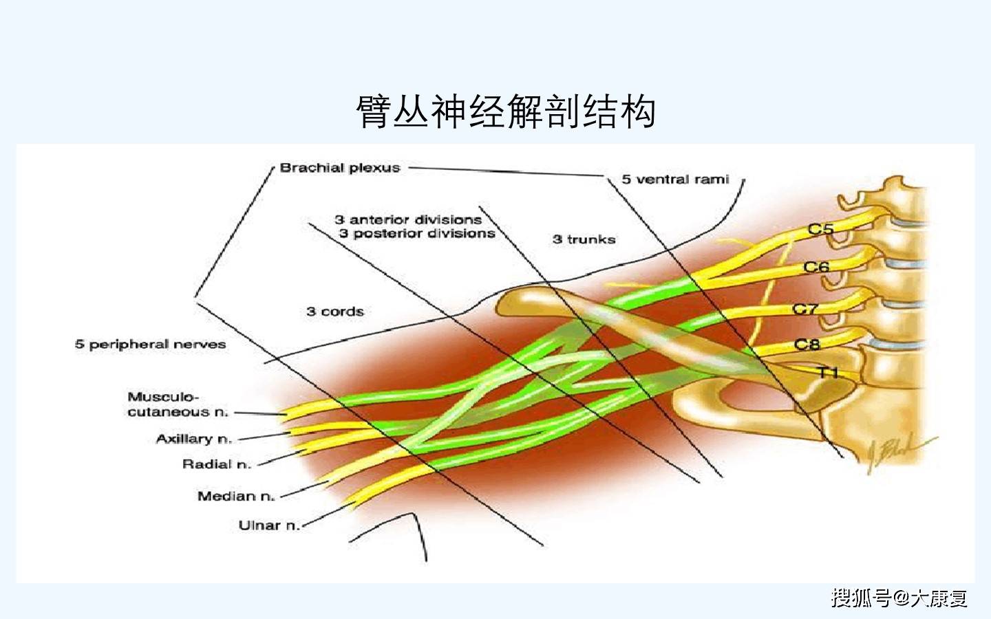 臂丛神经 解剖图片