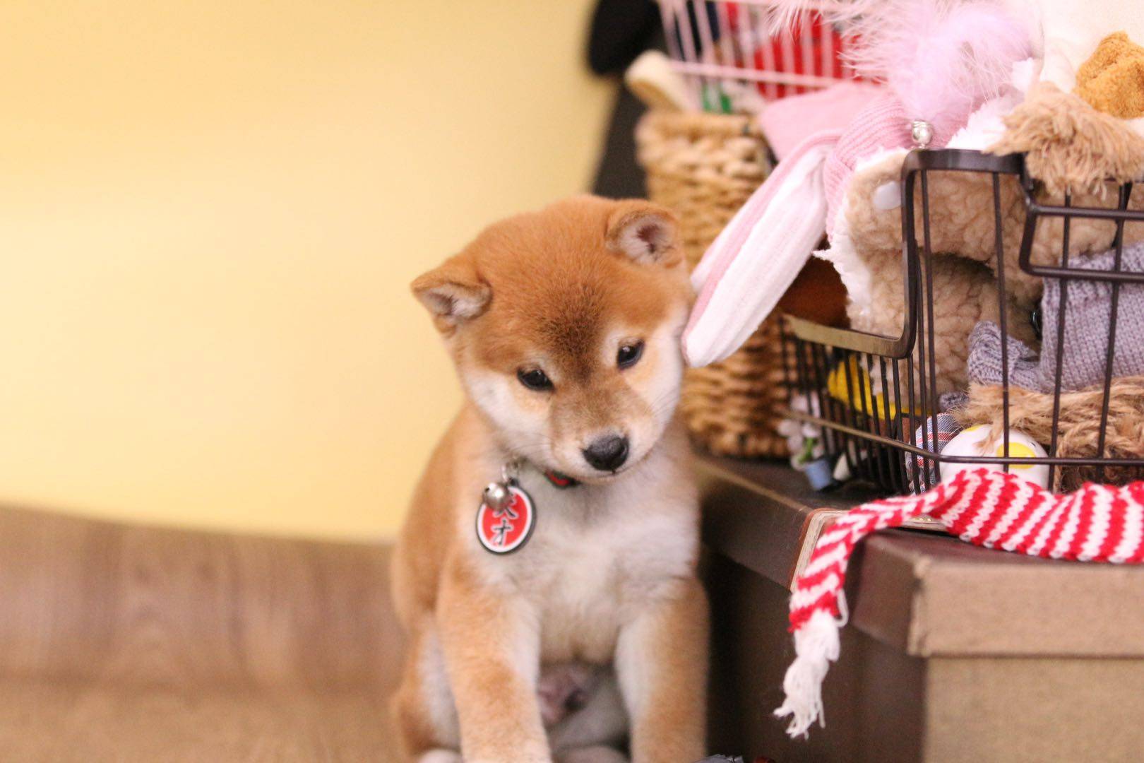 养柴犬能治病?专家:确实如此!