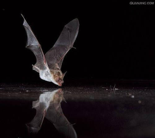 蝙蝠界的异类,飞天入海两栖作战,快成精了