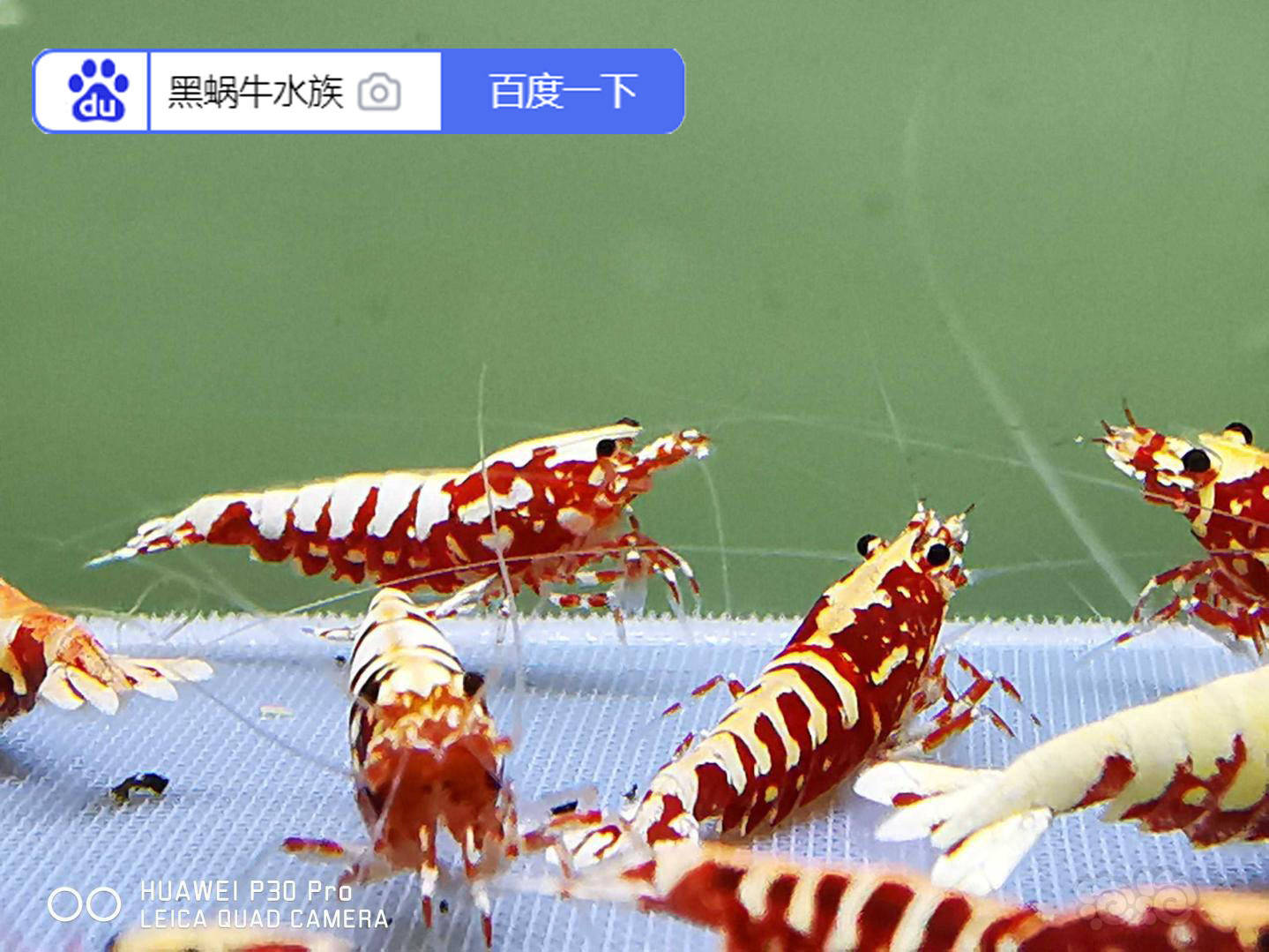 饲养观赏水晶虾心得之装备设备用具篇