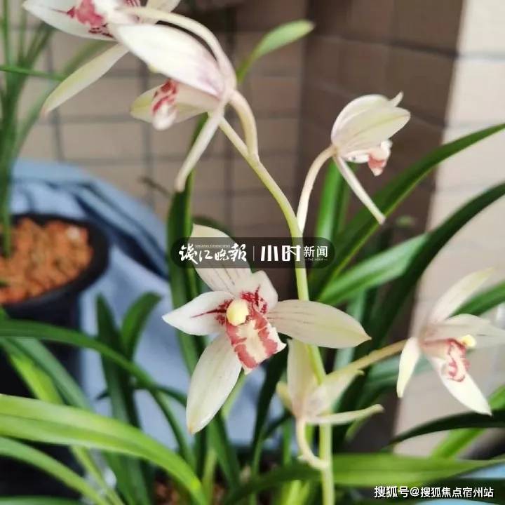 家里的阳台上,有100多盆多肉,6年前,受同事影响,柴明霞开始养兰花.