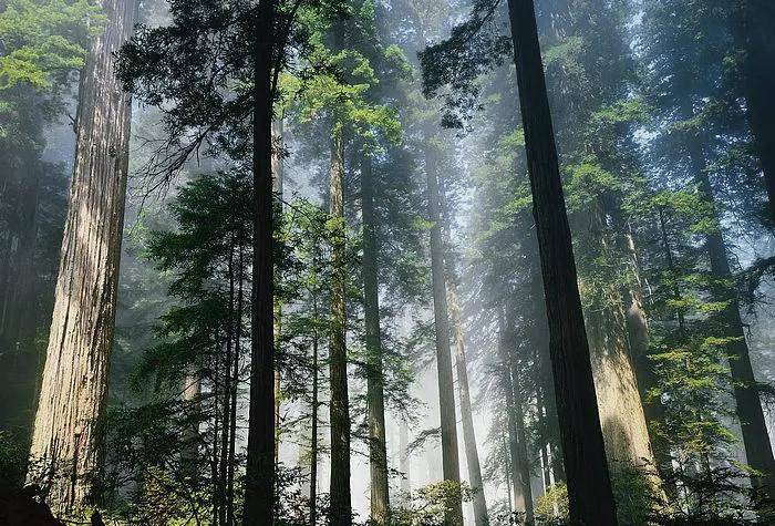 匠心之作丨最美黑胡桃_北美