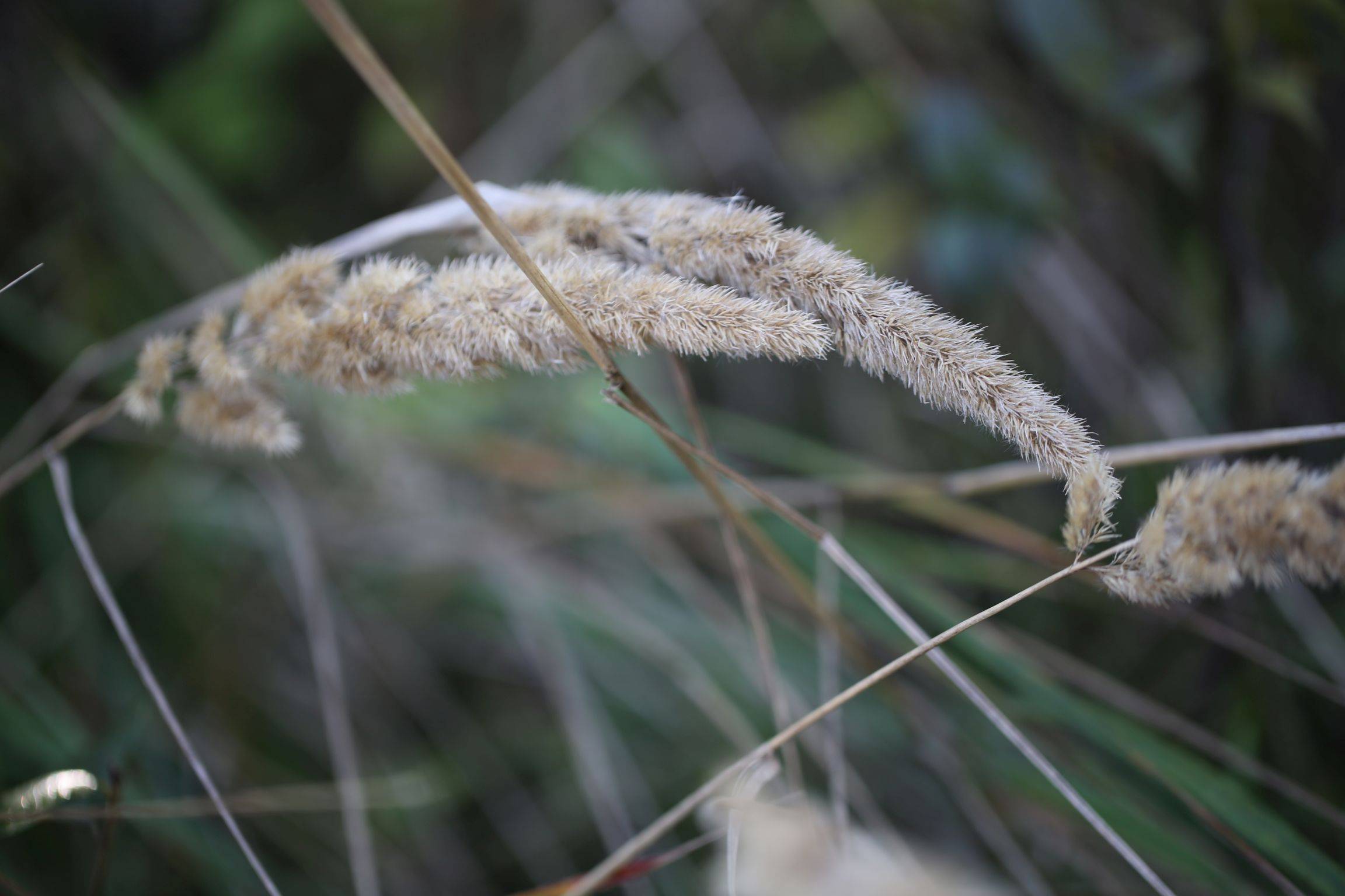 庆元植物1378禾本科拂子茅属密花拂子茅变种