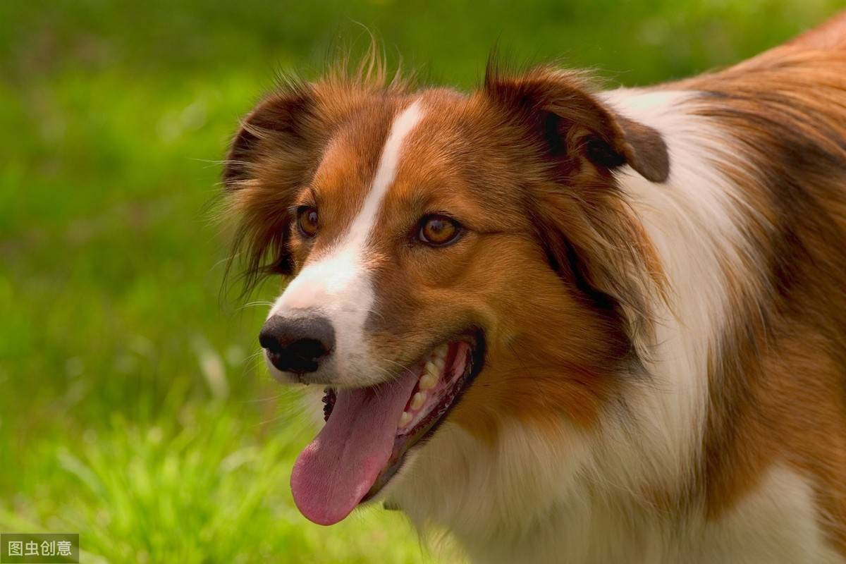 正确清洁狗狗耳朵的方法,从频率到注意事项,这些你都知道吗?