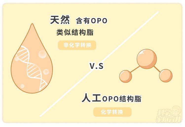 在母乳中,有大約 70%～75% 的棕櫚酸是這種 opo 結構.