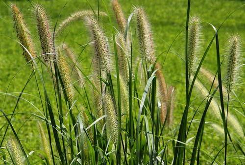 被当作杂草处理的狗尾巴草,中医却当成宝,没想到还有这样的作用