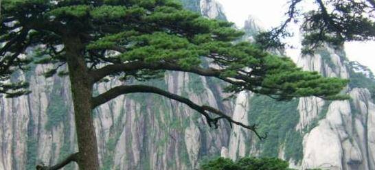 安徽最昂贵的古树：距今已有1300多岁，武警24小时看守