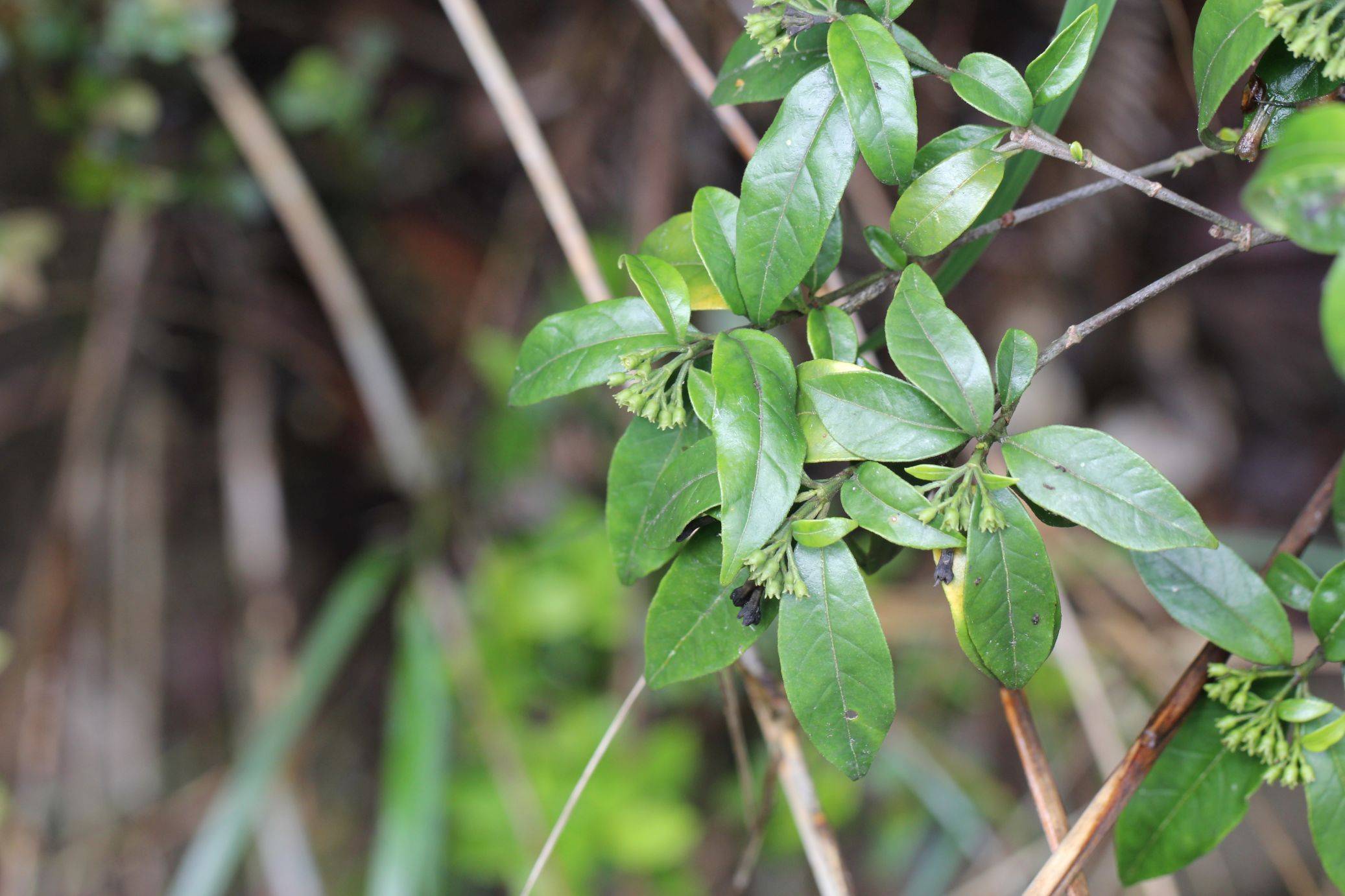 庆元植物1380茜草科乌口树属尖萼乌口树