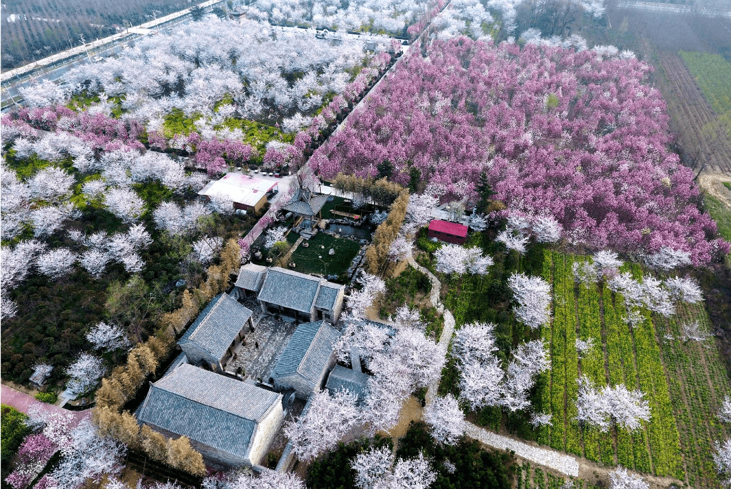 河南许昌靠东的鄢陵县，是美丽的花木之都，假期值得一游