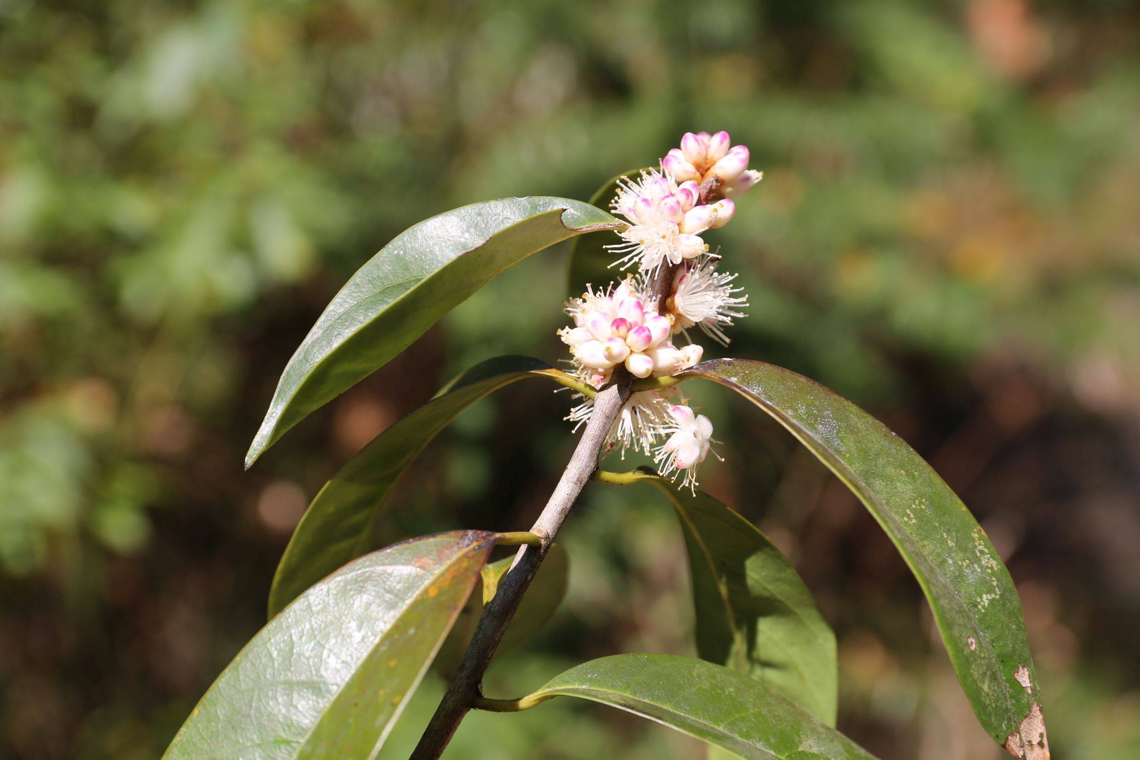 庆元植物1381山矾科山矾属密花山矾