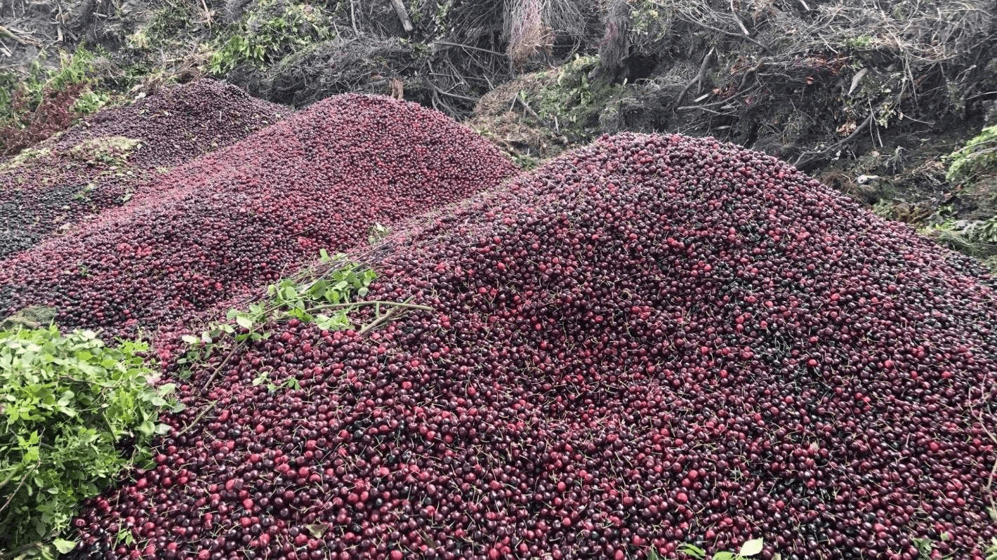 车厘子在哪些地方可以种植