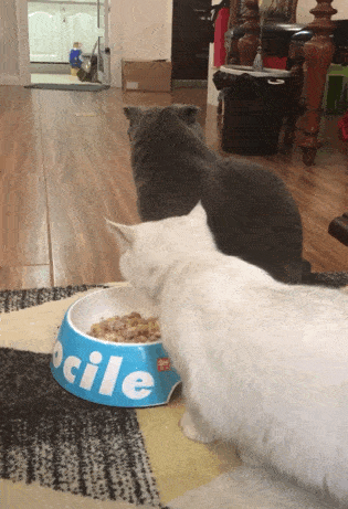 大白猫偷吃蓝猫口粮,蓝猫怒目圆睁,白猫:没吃,就是闻闻啥味