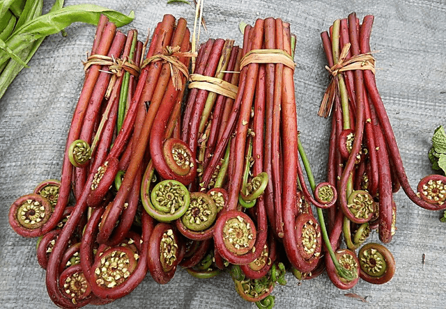 蕨菜全身带毒还致癌?新鲜的木耳吃了会水肿?蔬菜怎么吃最安全?