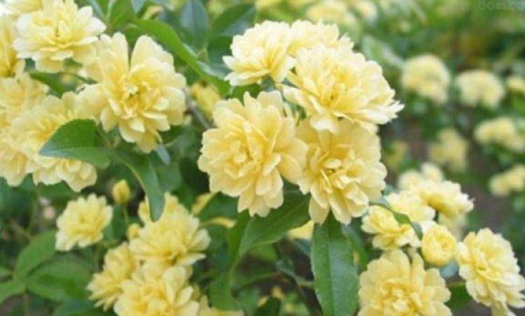 哪些花可以暴晒耐热好养 03e8df26b1104d3abe09437f29959e08.jpeg