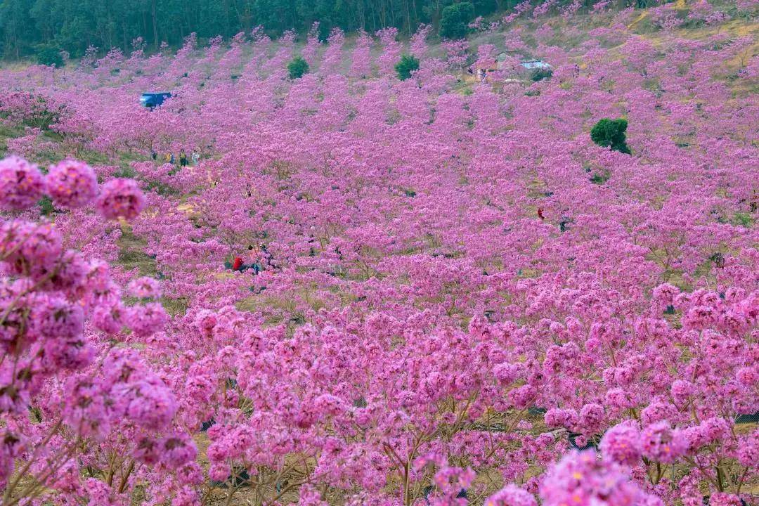 紫花風鈴的花語為