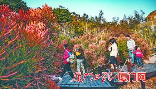 市园林植物园 多肉 大集合 芦荟