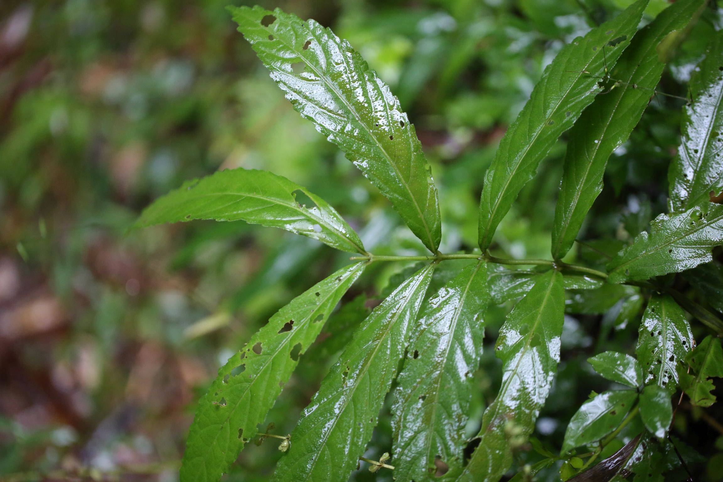 庆元植物1383唇形科毛药花属毛药花