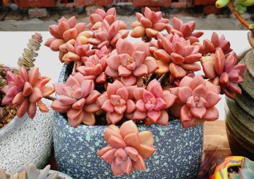 新手养不好多肉 不妨试试姬胧月 好养护上色美 长成群生小老桩 花友