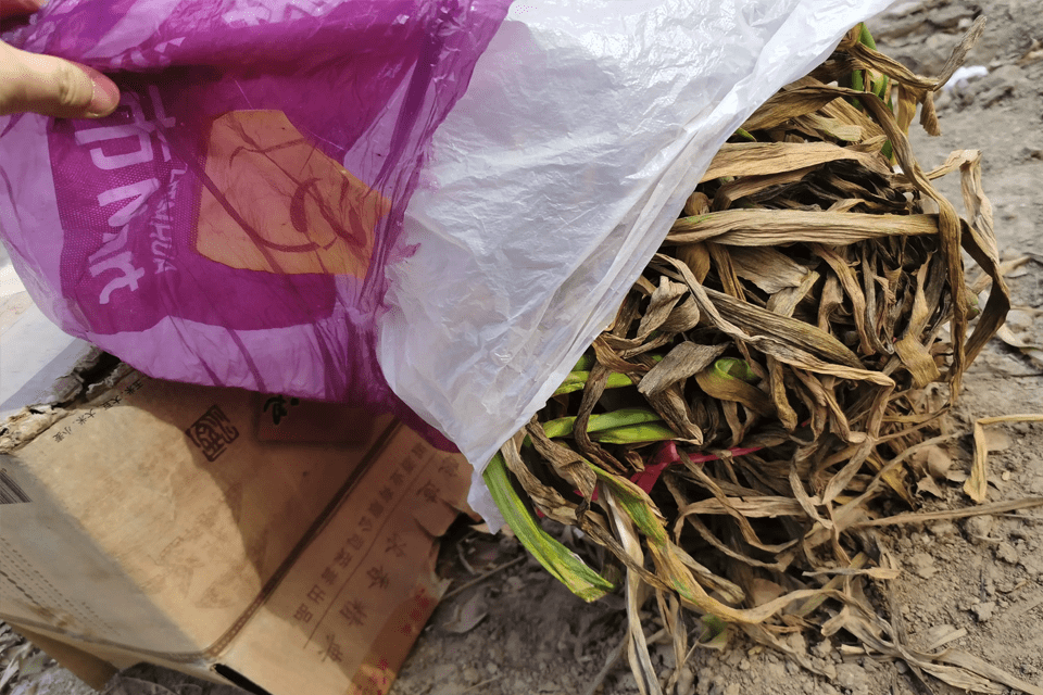 聊城一居民囤了30斤大葱埋在楼下空地上,一个多月后再看有点意外