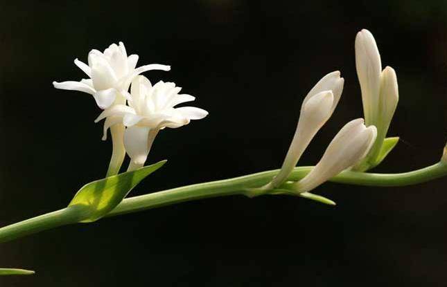 1月中下旬 四属相赚取万贯家财 事业兴旺 钱多花不完 好运