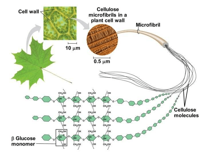 纖維素是植物細胞壁的主要結構,它不溶於水,不溶於有機溶液,人類的