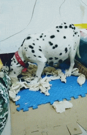 斑点狗准备生狗崽,产前烦躁不安,努力找块地待产!