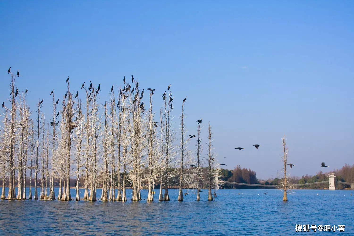 武汉有座国内最大的城中湖，比西湖大六倍，风景绝美不输西湖