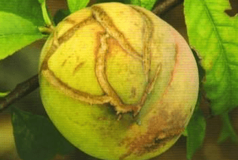 预防桃子裂果做好这四步
