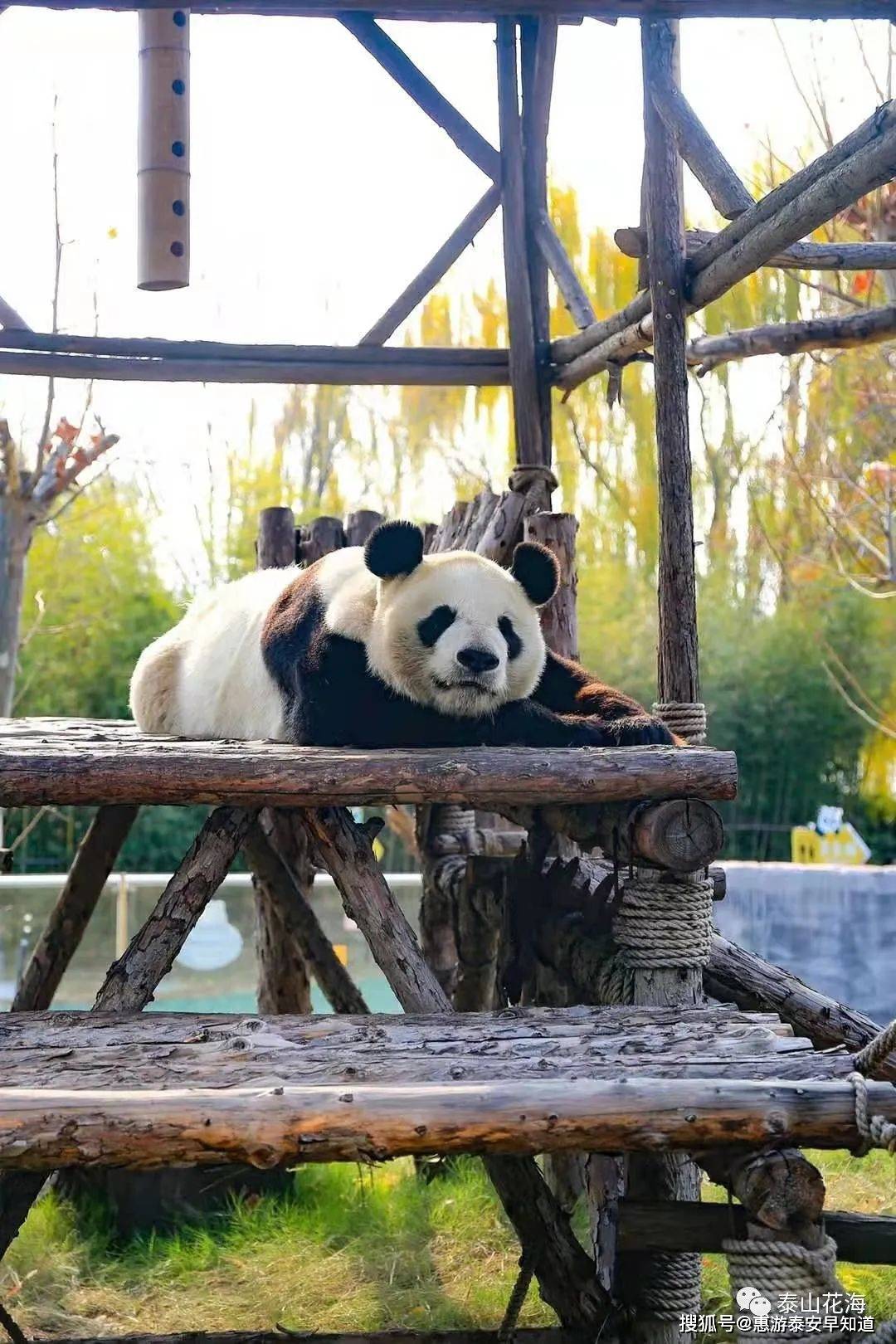 国宝大熊猫,萌宠小动物集结!来泰安这里满足你的少女心!